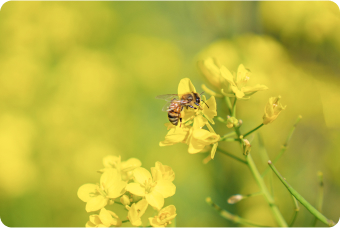 A bee on a yellow flower